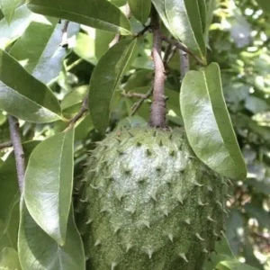 Annona Muricata Graviola Soursop Guanabana Live Plant – 5-9 inch Potted Tropical Starter Tree - Image 3