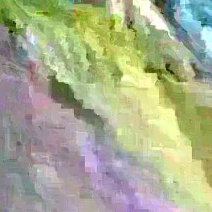 Annona Muricata Mountain Soursop Tree Live Plant 5-9 Inches Tall - Organic Growth - Image 1