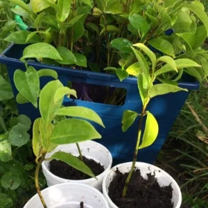 Annona Muricata Mountain Soursop Tree Live Plant 5-9 Inches Tall - Organic Growth - Image 4