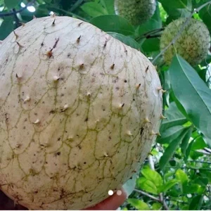 Annona Muricata Mountain Soursop Tree Live Plant 5-9 Inches Tall - Organic Growth - Image 7