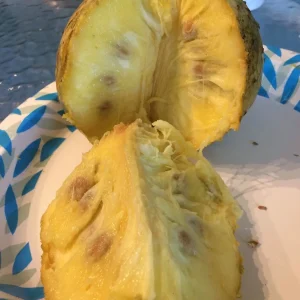 Annona Muricata Mountain Soursop Tree Live Plant – Organic 5-9 inch Tropical Fruit Tree - Image 9