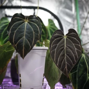 Anthurium Carlablackiae x Carla OG4 Live Plant – Rare Sprouted Seedling – 1 Leaf - Image 10