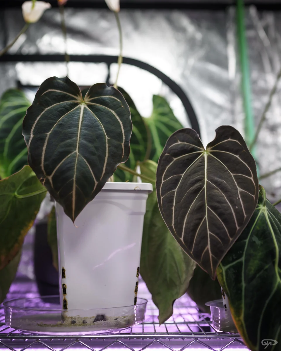Anthurium Carlablackiae x Carla OG4 Live Plant – Rare Sprouted Seedling – 1 Leaf - Image 10