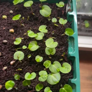 Anthurium Carlablackiae x Carla OG4 Live Plant – Rare Sprouted Seedling – 1 Leaf - Image 2