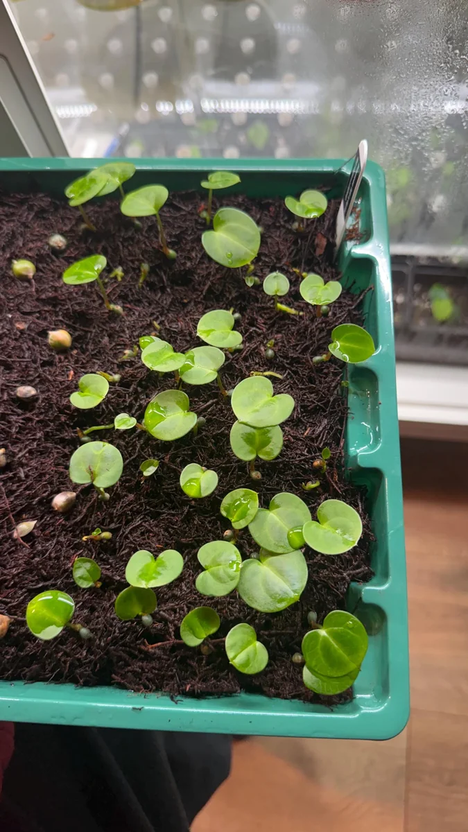 Anthurium Carlablackiae x Carla OG4 Live Plant – Rare Sprouted Seedling – 1 Leaf - Image 2