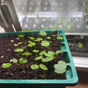 Anthurium Carlablackiae x Carla OG4 Live Plant – Rare Sprouted Seedling – 1 Leaf - Image 3