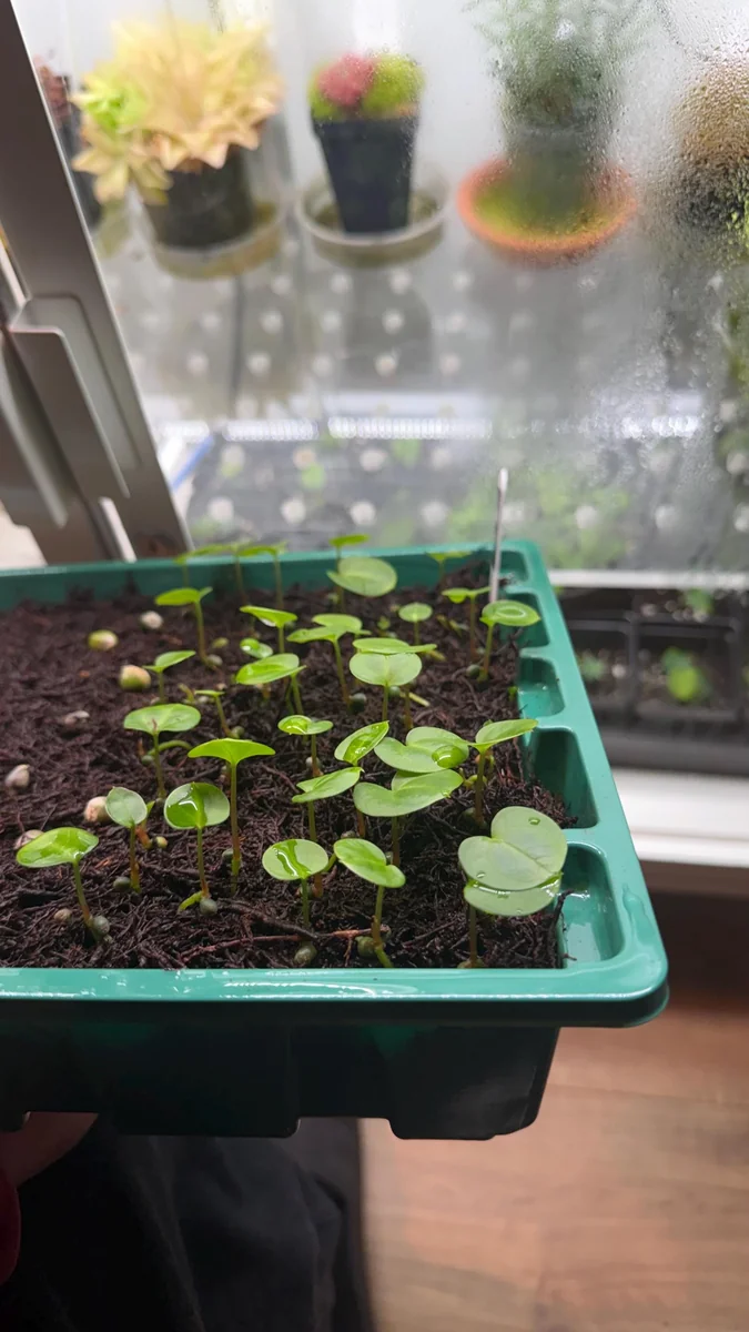 Anthurium Carlablackiae x Carla OG4 Live Plant – Rare Sprouted Seedling – 1 Leaf - Image 3