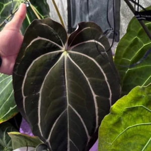 Anthurium Carlablackiae x Carla OG4 Live Plant – Rare Sprouted Seedling – 1 Leaf - Image 6