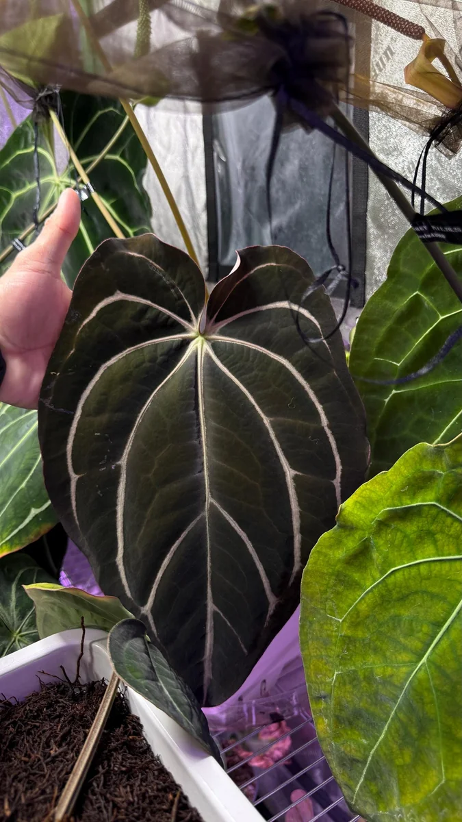 Anthurium Carlablackiae x Carla OG4 Live Plant – Rare Sprouted Seedling – 1 Leaf - Image 6