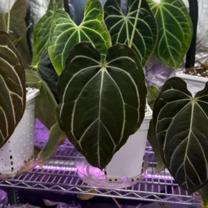 Anthurium Carlablackiae x Carla OG4 Live Plant – Rare Sprouted Seedling – 1 Leaf - Image 7