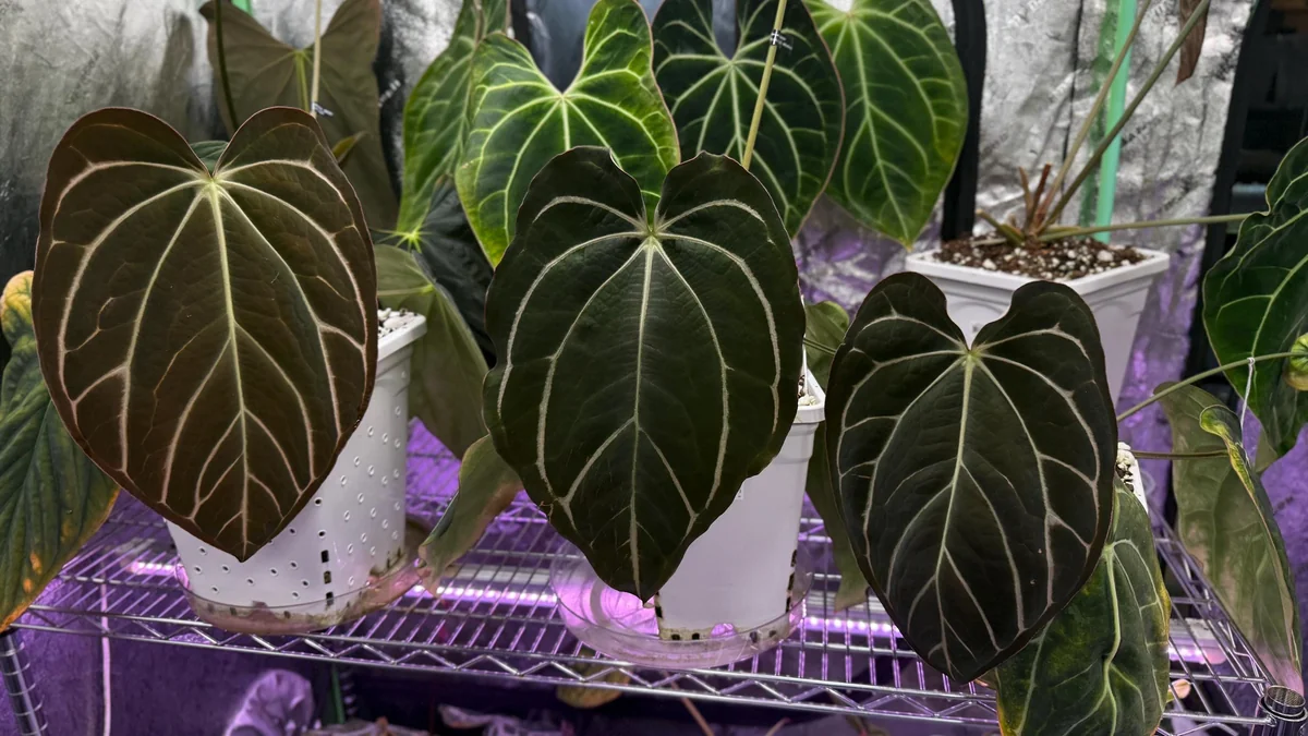 Anthurium Carlablackiae x Carla OG4 Live Plant – Rare Sprouted Seedling – 1 Leaf - Image 7