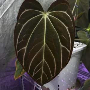 Anthurium Carlablackiae x Carla OG4 Live Plant – Rare Sprouted Seedling – 1 Leaf - Image 8