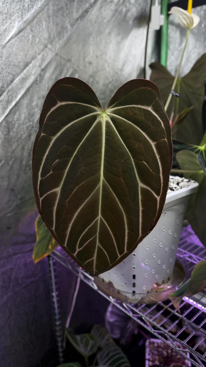 Anthurium Carlablackiae x Carla OG4 Live Plant – Rare Sprouted Seedling – 1 Leaf - Image 8