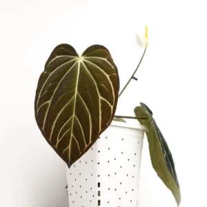 Anthurium Carlablackiae x Carla OG4 Live Plant – Rare Sprouted Seedling – 1 Leaf - Image 9