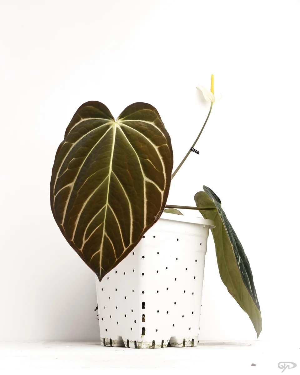 Anthurium Carlablackiae x Carla OG4 Live Plant – Rare Sprouted Seedling – 1 Leaf - Image 9