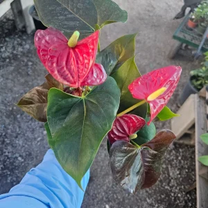 Anthurium 'Coral Champion' Red Live Plant – 4in Pot Flowering Houseplant - Image 2