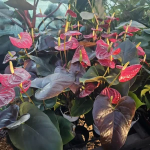 Anthurium 'Coral Champion' Red Live Plant – 4in Pot Flowering Houseplant - Image 3