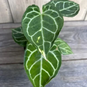 Anthurium Crystallinum Live Plant – 4 inch Potted Houseplant – Indoor - Image 1