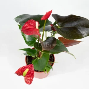Anthurium Live Plant – 4 inch Potted Tropical Houseplant – Indoor Flowering Plant - Image 3