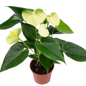 Anthurium Live Plant – 4 inch Potted Tropical Houseplant – Indoor Flowering Plant - Image 6