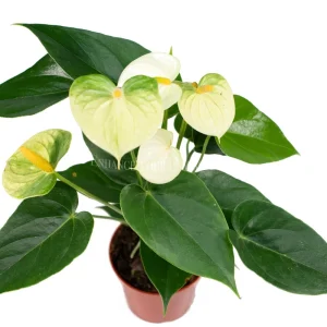 Anthurium Live Plant – 4 inch Potted Tropical Houseplant – Indoor Flowering Plant - Image 7