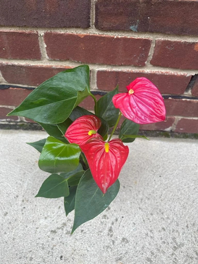 Anthurium Live Plant 4" Pot - Red Flowering Houseplant, Easy Care Indoor - Image 2