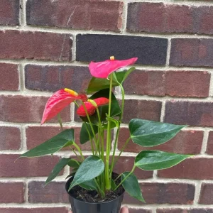 Anthurium Live Plant 4