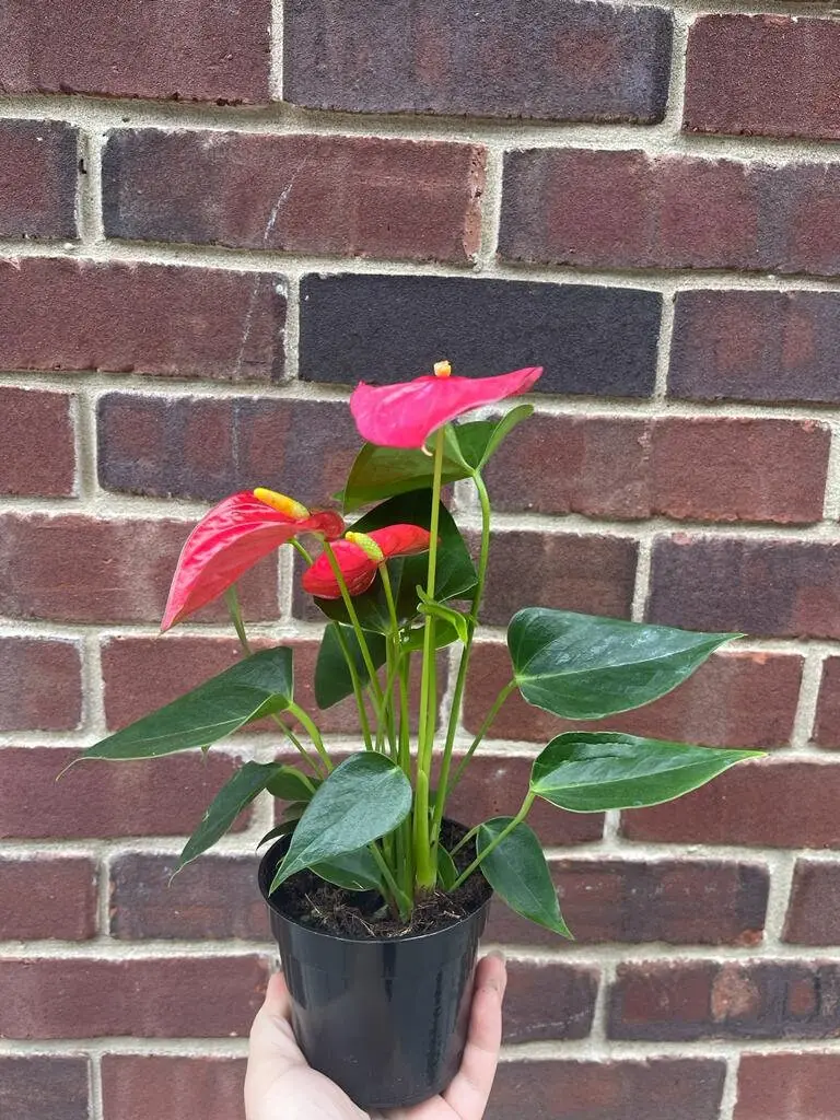 Anthurium Live Plant 4" Pot - Red Flowering Houseplant, Easy Care Indoor - Image 3