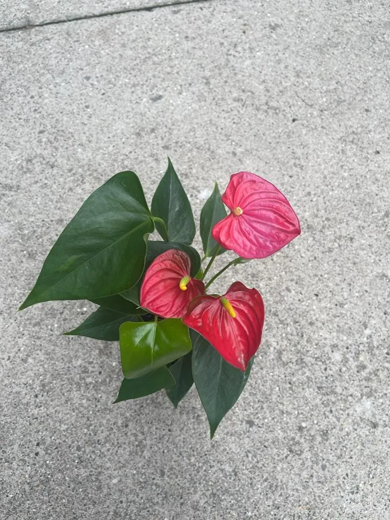 Anthurium Live Plant 4" Pot - Red Flowering Houseplant, Easy Care Indoor - Image 4