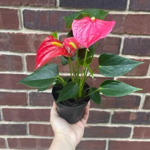 Anthurium Live Plant 4
