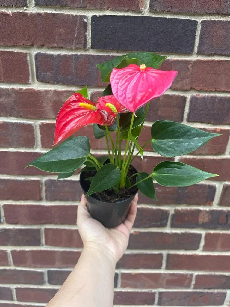 Anthurium Live Plant 4" Pot - Red Flowering Houseplant, Easy Care Indoor - Image 5
