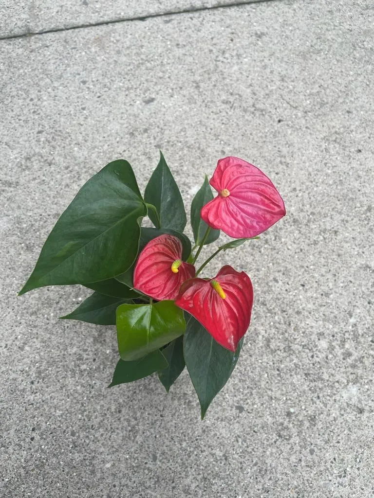 Anthurium Live Plant 4" Pot - Red Flowering Houseplant, Easy Care Indoor - Image 6