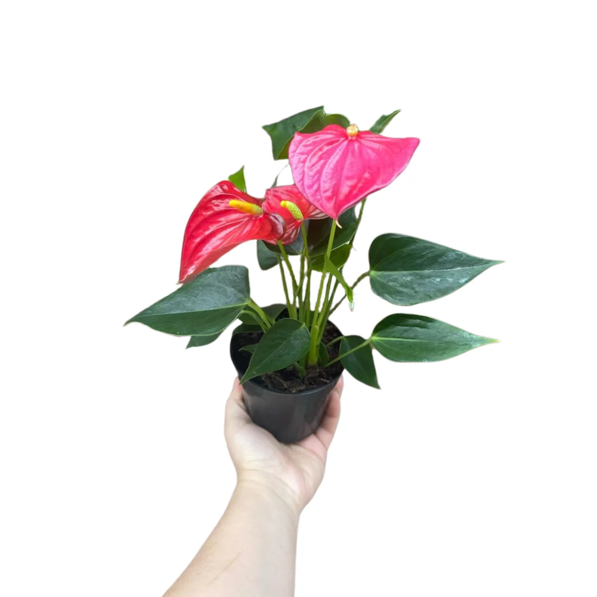 Anthurium Live Plant 4" Pot - Red Flowering Houseplant, Easy Care Indoor - Image 1