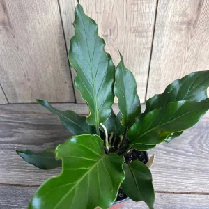 Anthurium Plowmanii Live Plant – 6 inch Pot – Exotic Indoor Houseplant - Image 3