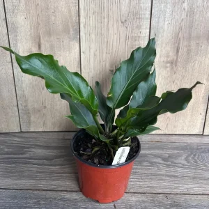 Anthurium Plowmanii Live Plant – 6 inch Pot – Exotic Indoor Houseplant - Image 6