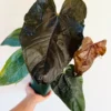 Anthurium Queen of Hearts Live Plant – Large Burgundy Aroid Houseplant - Image 1