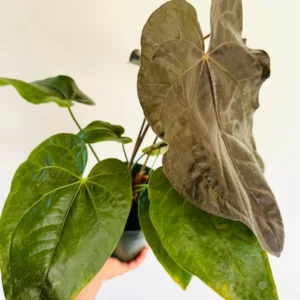 Anthurium Queen of Hearts Live Plant – Large Burgundy Aroid Houseplant - Image 2