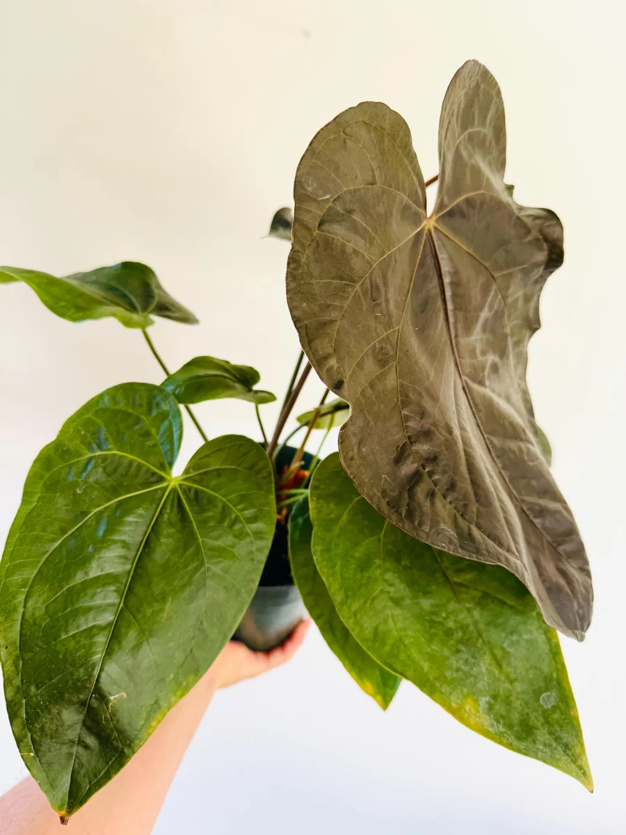 Anthurium Queen of Hearts Live Plant – Large Burgundy Aroid Houseplant - Image 2