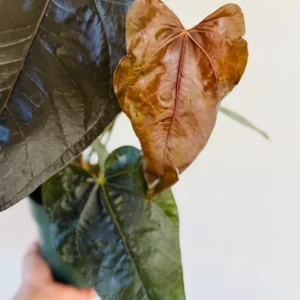 Anthurium Queen of Hearts Live Plant – Large Burgundy Aroid Houseplant - Image 3