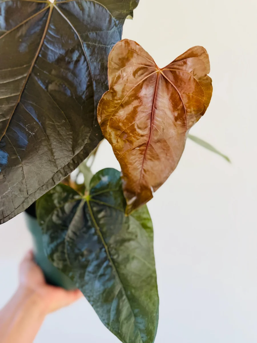 Anthurium Queen of Hearts Live Plant – Large Burgundy Aroid Houseplant - Image 3