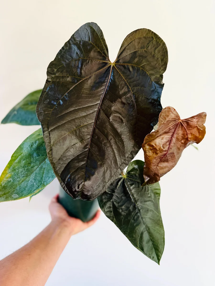 Anthurium Queen of Hearts Live Plant – Large Burgundy Aroid Houseplant - Image 1
