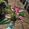 Anthurium Zizou Live Plant – Pink Flowering Houseplant – 4 inch Pot - Image 1