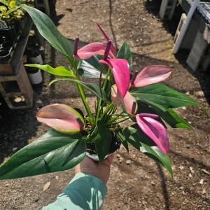 Anthurium Zizou Live Plant – Pink Flowering Houseplant – 4 inch Pot - Image 1