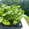 Apache Thornless Blackberry Plant - Bare Root Starter - 2-3 ft Tall - Image 1