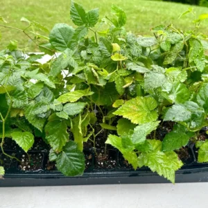 Apache Thornless Blackberry Plant - Bare Root Starter - 2-3 ft Tall - Image 3