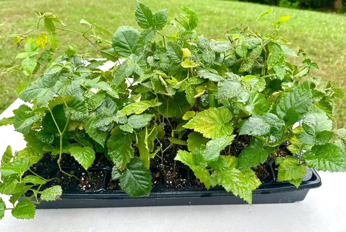 Apache Thornless Blackberry Plant - Bare Root Starter - 2-3 ft Tall - Image 3