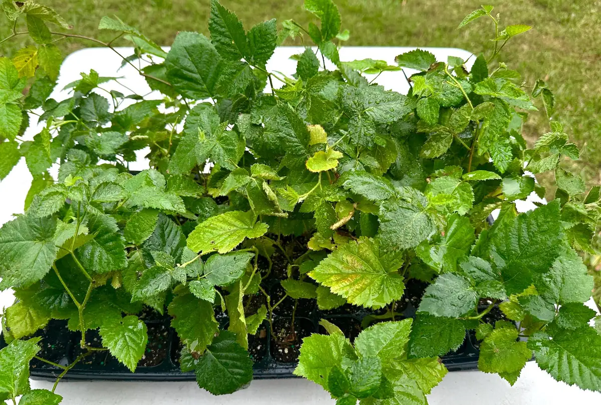 Apache Thornless Blackberry Plant - Bare Root Starter - 2-3 ft Tall - Image 4