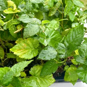 Apache Thornless Blackberry Plant - Bare Root Starter - 2-3 ft Tall - Image 9