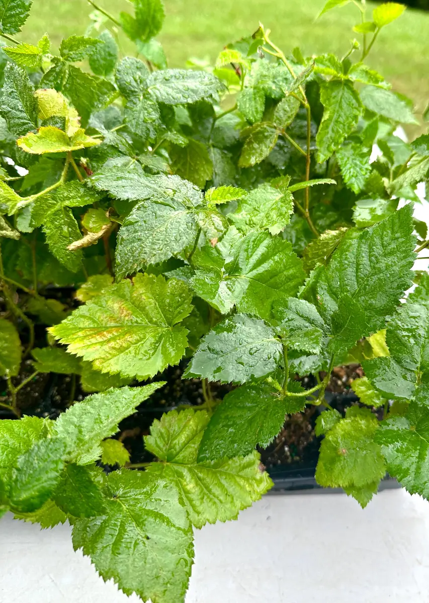 Apache Thornless Blackberry Plant - Bare Root Starter - 2-3 ft Tall - Image 9