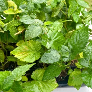 Apache Thornless Blackberry Plant - Live Bare Root Fruit Bush for Edible Gardens, Zones 6-8 - Image 5